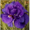 Iris sibirica Kabluey - Kosaciec syberyjski Kabluey - Irys syberyjski Kabluey - fioletowo-niebieski, pełny, wys. 70, kw. 5/6 FOTO 