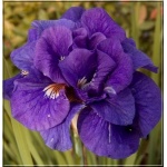 Iris sibirica Kabluey - Kosaciec syberyjski Kabluey - Irys syberyjski Kabluey - fioletowo-niebieski, pełny, wys. 70, kw. 5/6 FOTO 