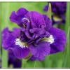 Iris sibirica Kaboom - Kosaciec syberyjski Kaboom - Irys syberyjski Kaboom - fioletowy, pełny, wys. 60, kw. 4/5 FOTO 