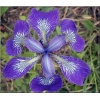 Iris sibirica Kita-No-Seiza - Kosaciec syberyjski Kita-No-Seiz - Irys syberyjski Kita-No-Seiz - fioletowy, wys. 70, kw 5/6 FOTO