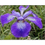 Iris sibirica Kita-No-Seiza - Kosaciec syberyjski Kita-No-Seiz - Irys syberyjski Kita-No-Seiz - fioletowy, wys. 70, kw 5/6 FOTO