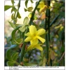 Jasminum nudiflorum - Jaśmin nagokwiatowy - żółte FOTO
