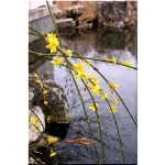 Jasminum nudiflorum - Jaśmin nagokwiatowy - żółte FOTO