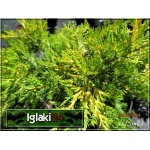 Juniperus chinensis Kuriwao Gold - Jałowiec chiński Kuriwao Gold - Juniperus pfitzeriana Kuriwao Gold - Jałowiec pośredni Kuriwao Gold C2 20-40cm 