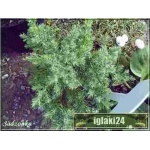 Juniperus chinensis Stricta - Jałowiec chiński Stricta C2 30-40cm 