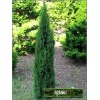 Juniperus communis Arnold - Jałowiec pospolity Arnold C3 20-30cm xxxy