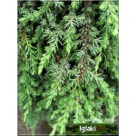 Juniperus Communis Greenmantle - Jałowiec Pospolity Greenmantle PA FOTO