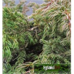 Juniperus communis Repanda - Jałowiec pospolity Repanda C3 20-30x30-40cm