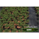 Juniperus communis Repanda - Jałowiec pospolity Repanda C2 10-20x20-30cm