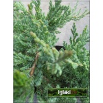 Juniperus horizontalis Blue Chip - Jałowiec Płożący Blue Chip - Juniperus Horizontalis Blue Moon - Jałowiec Płożący Blue Moon C3 10-20x10-20cm 