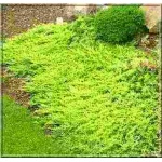 Juniperus horizontalis Golden Carpet - Jałowiec płożący Golden Carpet C2 10-20x20-30cm 