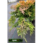 Juniperus horizontalis Golden Carpet - Jałowiec płożący Golden Carpet C2 10-20x20-30cm 