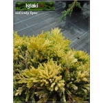 Juniperus horizontalis Golden Carpet - Jałowiec płożący Golden Carpet FOTO