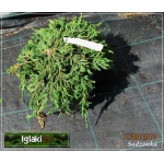 Juniperus horizontalis Pancake - Jałowiec płożący Pancake C3 10-20x20-60cm 