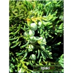 Juniperus horizontalis Wiltonii - Jałowiec płożący Wiltonii PA FOTO
