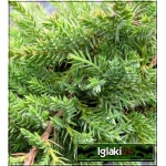 Juniperus media Gold Star - Jałowiec pośredni Gold Star FOTO