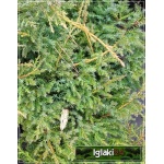 Juniperus media Gold Star - Jałowiec pośredni Gold Star FOTO