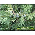 Juniperus media Pfitzeriana Glauca - Jałowiec pośredni Pfitzeriana Glauca FOTO