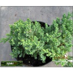 Juniperus procumbens Nana - Jałowiec rozesłany Nana - Juniperus procumbens Green Mound - Jałowiec rozesłany Green Mound C3 10-20x40-60cm