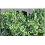 Juniperus procumbens Nana - Jałowiec rozesłany Nana - Juniperus procumbens Green Mound - Jałowiec rozesłany Green Mound C3 10-20x40-60cm