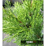 Juniperus Sabina Tamariscifolia - Jałowiec Sabiński Tamariscifolia C3 10-20x40-60cm 