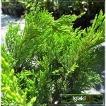 Juniperus Sabina Tamariscifolia - Jałowiec Sabiński Tamariscifolia C3 10-20x40-60cm 