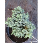 Juniperus squamata Blue Star - Jałowiec łuskowaty Blue Star C3 5-10x10-20cm 