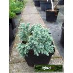 Juniperus squamata Blue Star - Jałowiec łuskowaty Blue Star C3 5-10x10-20cm 