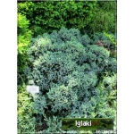 Juniperus squamata Blue Star - Jałowiec łuskowaty Blue Star FOTO