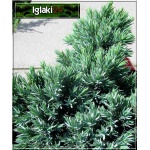 Juniperus squamata Blue Star - Jałowiec łuskowaty Blue Star FOTO