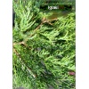 Juniperus virginiana Hetz - Jałowiec wirginijski Hetz FOTO