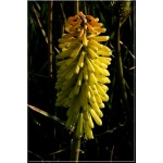 Kniphofia citrina - Trytoma citrina - żółte, wys. 75, kw. 6/9 FOTO