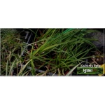 Kniphofia uvaria Limelight - Trytoma groniasta Limelight - zielono-żółty, wys. 40/70, kw. 8/9 FOTO