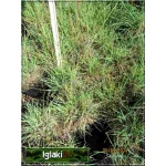 Koeleria Glauca - Strzęplica sina - niebiesko-szara, wys 25, kw 6/7 C0,5