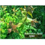 Kolkwitzia amabilis - Kolkwicja chińska - jasnoróżowe FOTO