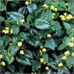 Lamiastrum Galeobdolon florentinum - Gajowiec żółty florentinum - złoty, liść srebrno-zielony, wys 25, kw 6/7 FOTO