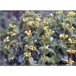 Lamiastrum Galeobdolon florentinum - Gajowiec żółty florentinum - złoty, liść srebrno-zielony, wys 25, kw 6/7 FOTO