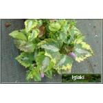 Lamium maculatum Golden Anniversary - Jasnota plamista Golden Anniversary - zielono-żółty liść, wys. 15, kw. 4/5 FOTO