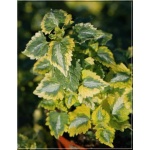 Lamium maculatum Golden Anniversary - Jasnota plamista Golden Anniversary - zielono-żółty liść, wys. 15, kw. 4/5 FOTO