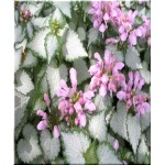 Lamium maculatum Pink Chablis - Jasnota plamista Pink Chablis - różowy, wys. 30, kw. 4/8 FOTO