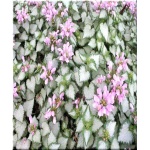 Lamium maculatum Pink Chablis - Jasnota plamista Pink Chablis - różowy, wys. 30, kw. 4/8 FOTO