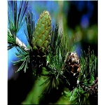 Larix decidua - Modrzew europejski - Larix europaea - Modrzew europejski FOTO