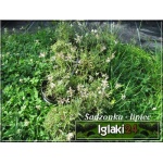 Lavandula angustifolia Arctic Snow - Lawenda wąskolistna Arctic Snow - biały, wys. 25/40, kw 7/8 FOTO 
