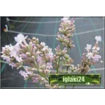 Lavandula angustifolia Rosea - Lawenda wąskolistna Rosea - różowe, wys 30/40, kw 7/8 FOTO 