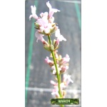 Lavandula angustifolia Rosea - Lawenda wąskolistna Rosea - różowe, wys 30/40, kw 7/8 FOTO 
