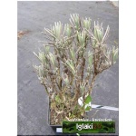 Lavandula angustifolia Victory - Lawenda wąskolistna Victory - liliowo-niebieskie, wys. 40, kw 7/8 FOTO