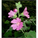 Lavatera olbia Rosea - Ślazówka olbijska Rosea - różowe, wys. 150, kw. 6/9 FOTO