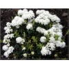 Ledum groenlandicum Helma - Bagno grenlandzkie Halma - białe FOTO