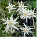Leontopodium alpinum Everest - Szarotka alpejska Everest  - białe, wys 10/20, kw 6/9 C2