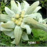 Leontopodium alpinum - Szarotka alpejska - srebrnobiały, wys 10/20, kw 7/8 FOTO